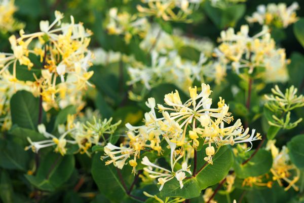 Cost of Honeysuckle Removal in Loveland