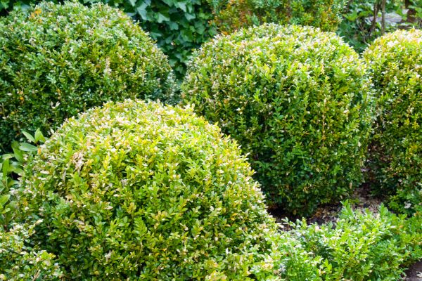 Cost of Landscape Trimming Service in Loveland