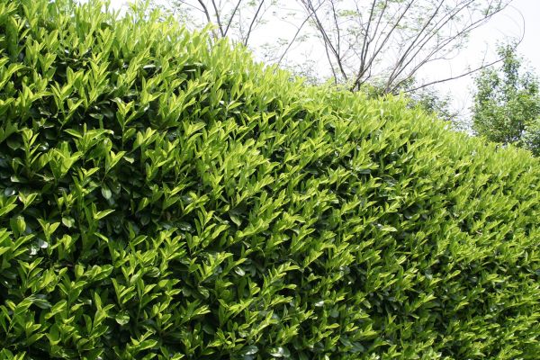 Cost of Laurel Removal in Loveland