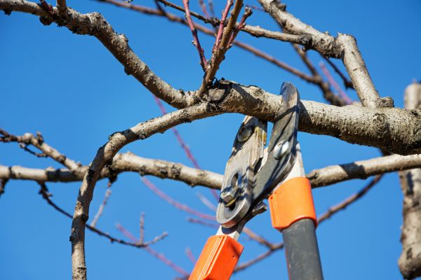 Cost of Pruning Service in Loveland