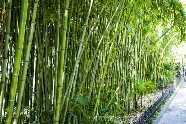 Cost of Bamboo Root Removal in Loveland