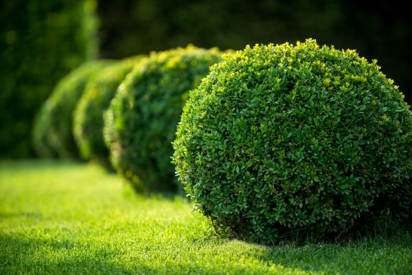 Cost of Bush Pruning in Loveland