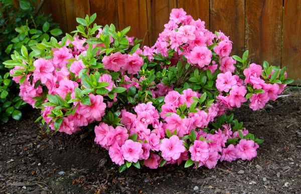 Cost of Azaleas Removal in Loveland