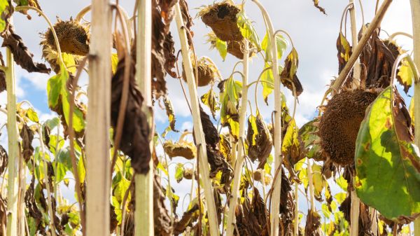 Cost of Dead Plant Removal in Loveland
