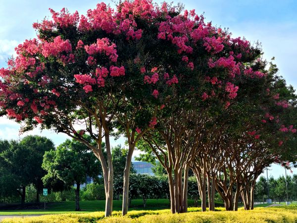 Cost of Crepe Myrtle Pruning in Loveland