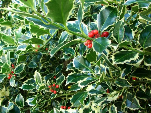 Cost of Holly Bushes Trimming in Loveland