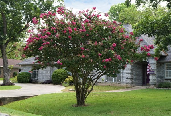 Cost of Crepe Myrtle Trimming in Loveland