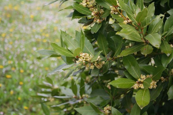 Cost of Laurel Trimming in Loveland