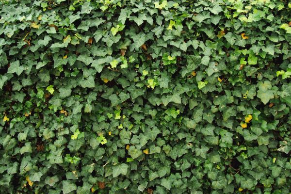 Cost of Ivy Pruning service in Loveland