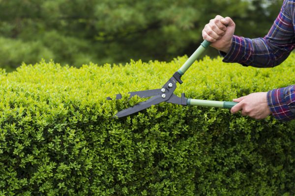 Cost of Evergreen Shrub Pruning in Loveland