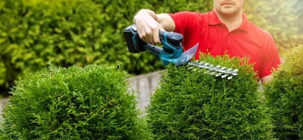 Cost of Hedge Shaping Service in Loveland