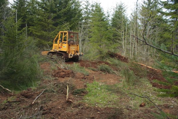 Cost of Shrubbery Clearing in Loveland