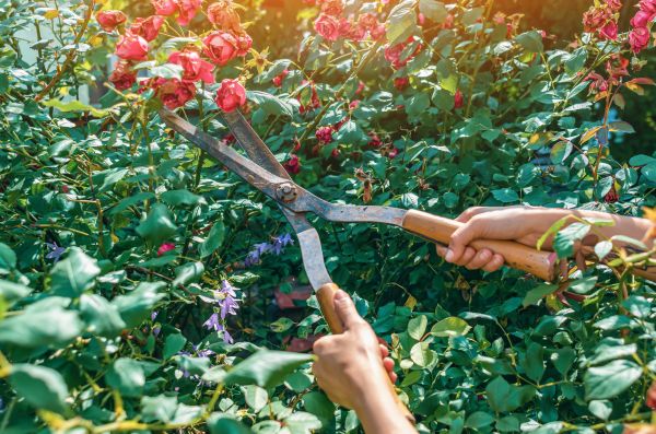 Cost of Knockout Roses Pruning in Loveland