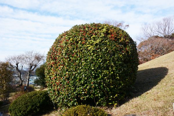 Cost of Holly Shrub Pruning in Loveland