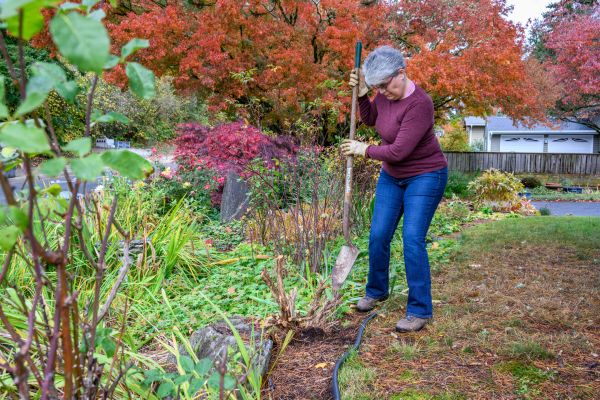 Cost of Dead Bush Removal in Loveland