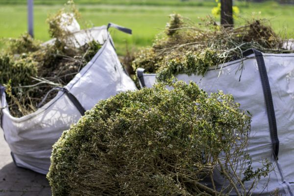 Cost of Dead Shrub Removal in Loveland