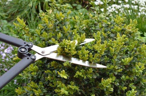 Cost of Boxwood Trimming in Loveland