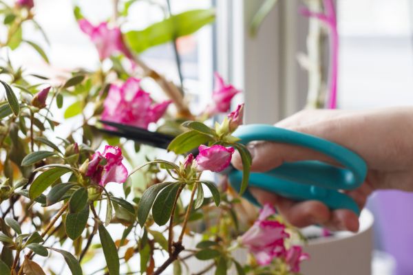 Cost of Azalea Pruning in Loveland