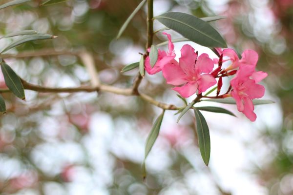 Cost of Oleander Removal in Loveland