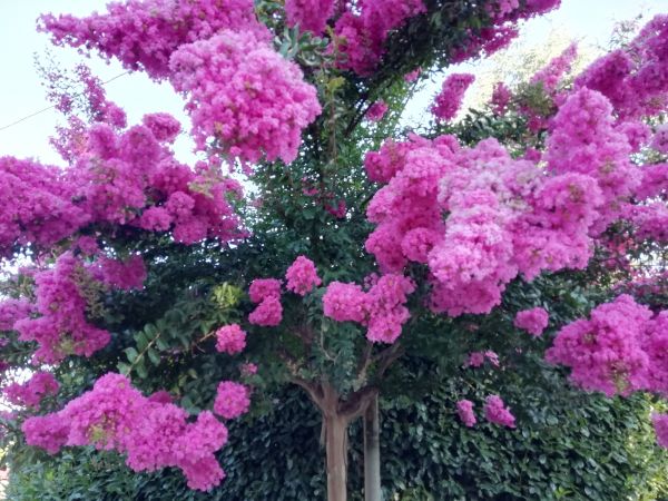 Cost of Crape Myrtle Pruning in Loveland