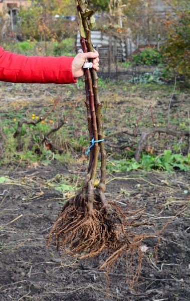Cost of Shrub Root Removal in Loveland