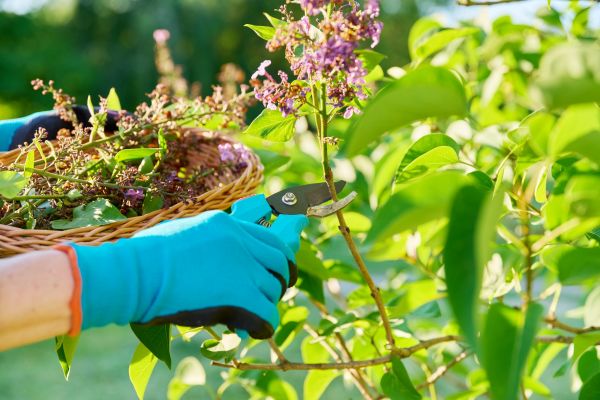 Cost of Lilac Trimming Service in Loveland