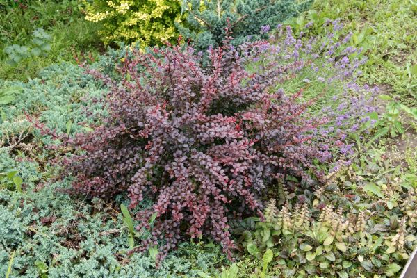 Cost of Japanese Barberry Removal in Loveland