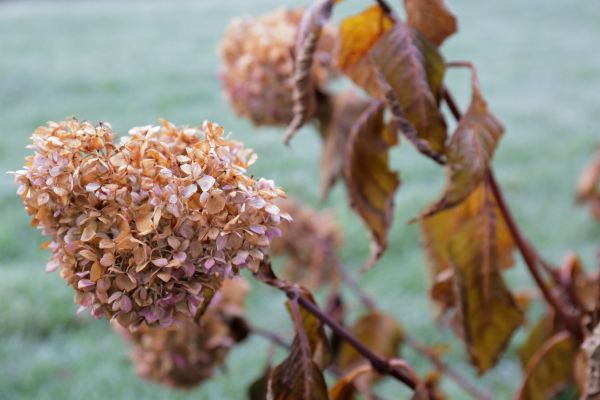 Cost of Hydrangea Removal in Loveland