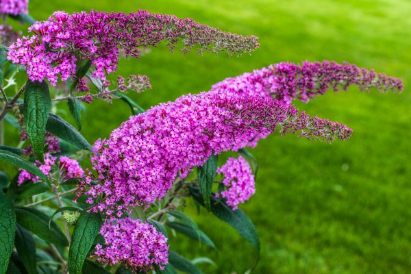 Cost of Butterfly Bush Removal in Loveland
