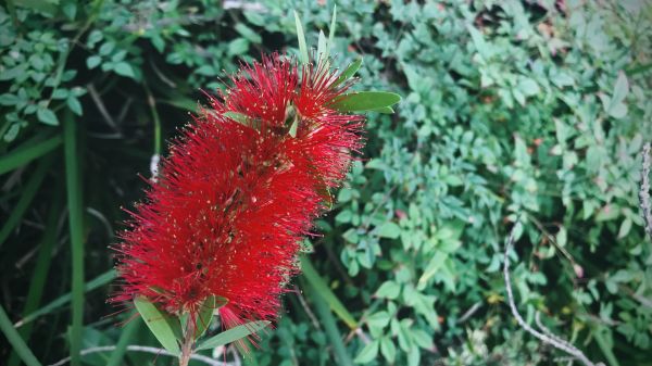 Cost of Bottlebrush Pruning in Loveland