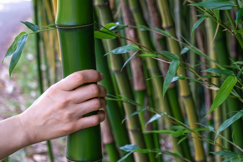 Bamboo Trimming
